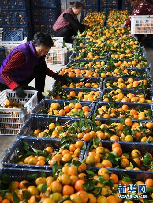 10月25日,陕西汉中城固县桔园镇一家果品企业员工在筛选柑桔.