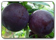 domestica×armeniaca)是由李和杏多代杂交后获得的全新果品种类