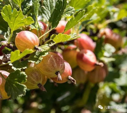 在德国,我都摘哪些野菜